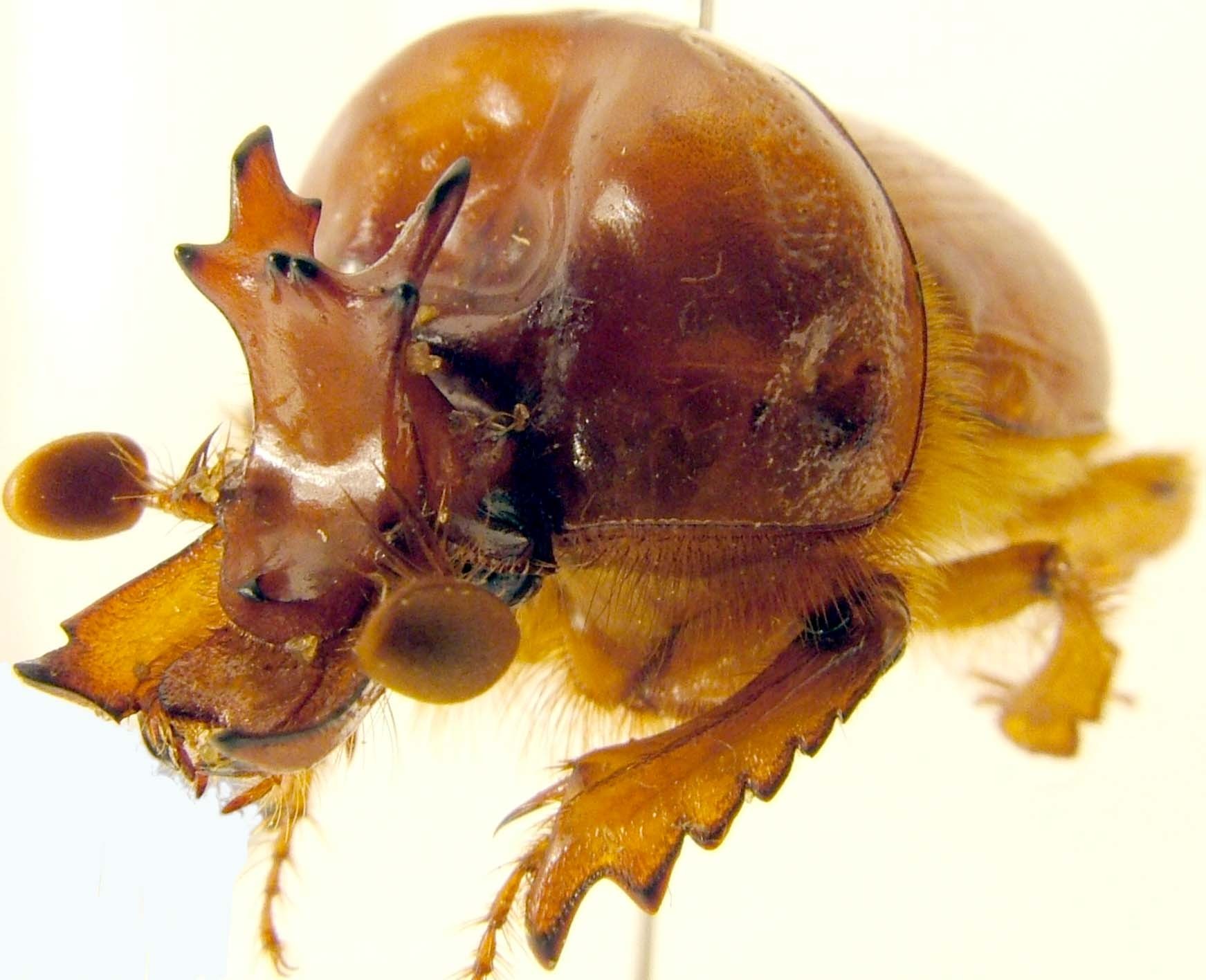 標本 Australia Bolboceratidae sp. 25mm Australia Bolboceratidae sp. 25mm - メルカリ