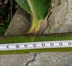 Costus laevis