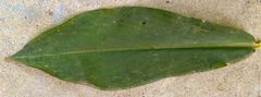 Costus laevis