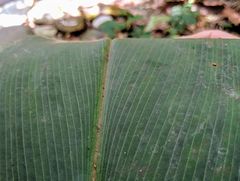 Costus laevis