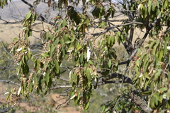 Croton gratissimus gratissimus