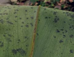 Costus laevis