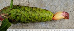 Costus laevis