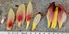 Costus laevis