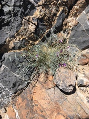 Astragalus panamintensis