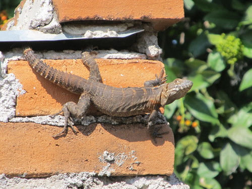 Sonoran Spiny-tailed Iguana