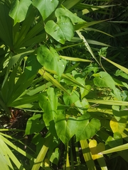 Ipomoea alba