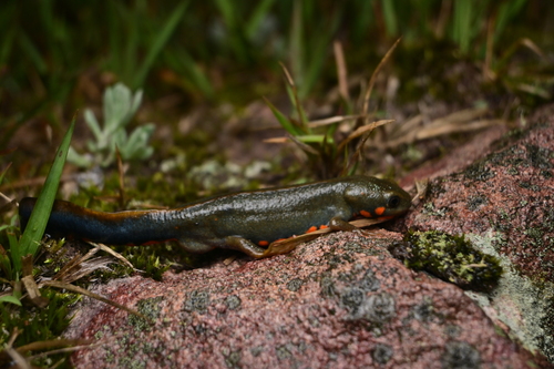 Jingdong Fire-bellied Newt