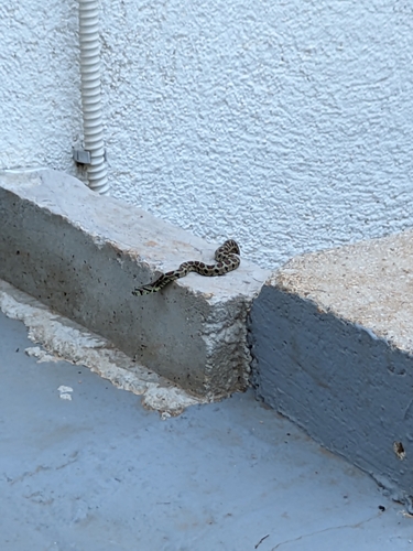 European Ratsnake