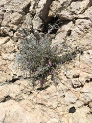 Astragalus panamintensis