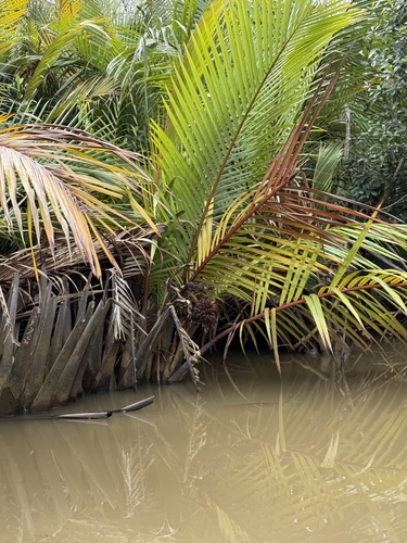 Mangrove Palm