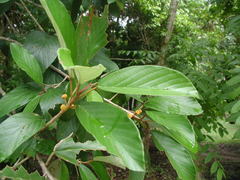 Coussapoa oligocephala