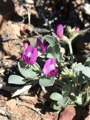 Astragalus mohavensis