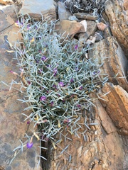 Astragalus panamintensis