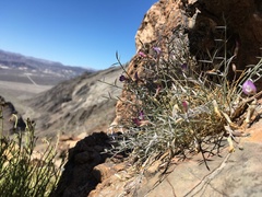 Astragalus panamintensis