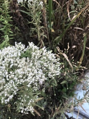 Angiospermae
