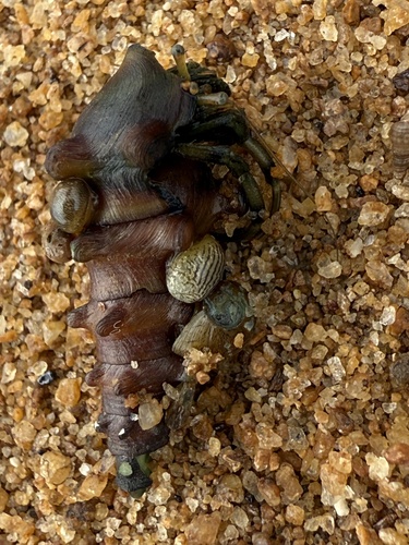 Tympanotonos fuscatus