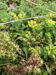 Apis mellifera