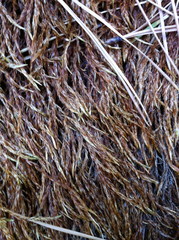 Fontinalis neomexicana