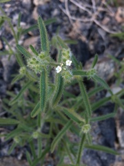 Johnstonella holoptera