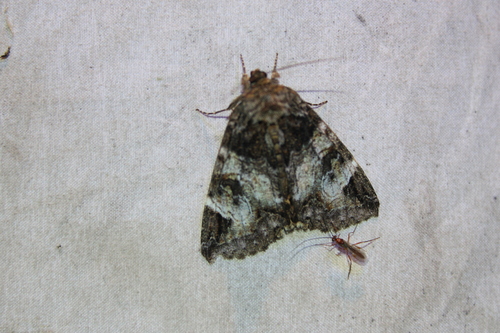 Locust Underwing photo 3