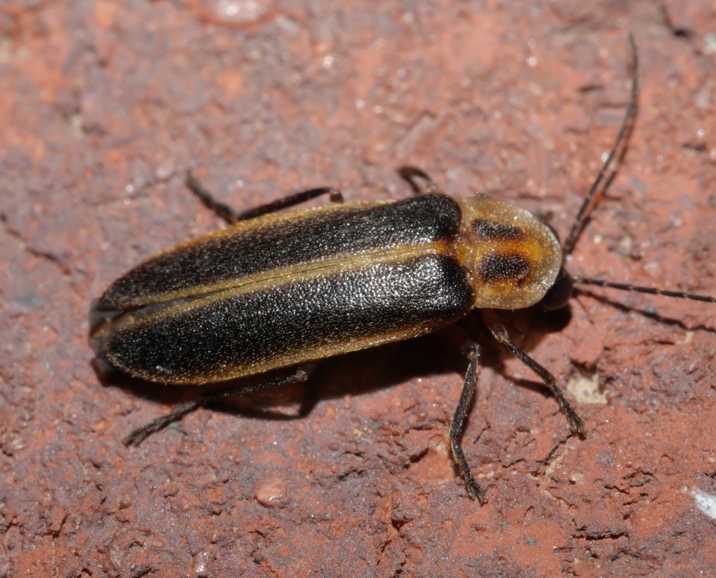 Photuris divisa