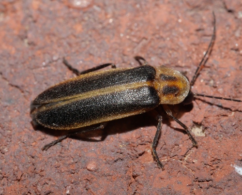 Photuris divisa