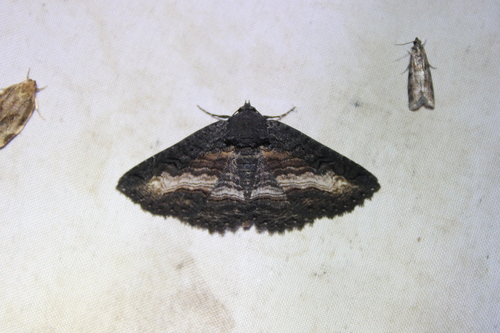 Black Zale Moth photo 4