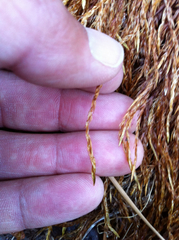 Fontinalis neomexicana