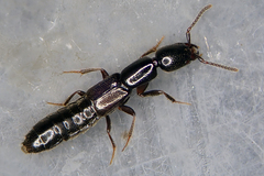 Xantholinus longiventris