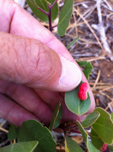 iNaturalist observation photo of Manzanita Leafgall Aphid