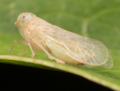 Haplaxius