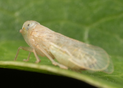 Haplaxius