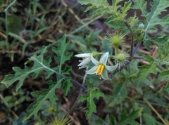 Solanum grayi
