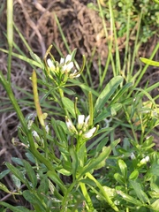 Cardamine umbellata