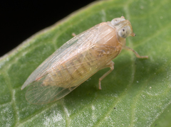 Haplaxius