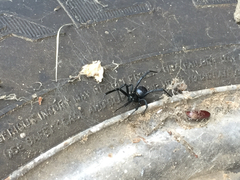 Latrodectus mactans