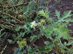 Solanum grayi