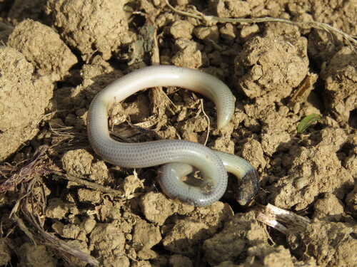 Brongersma's Worm Snake