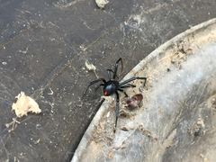 Latrodectus mactans