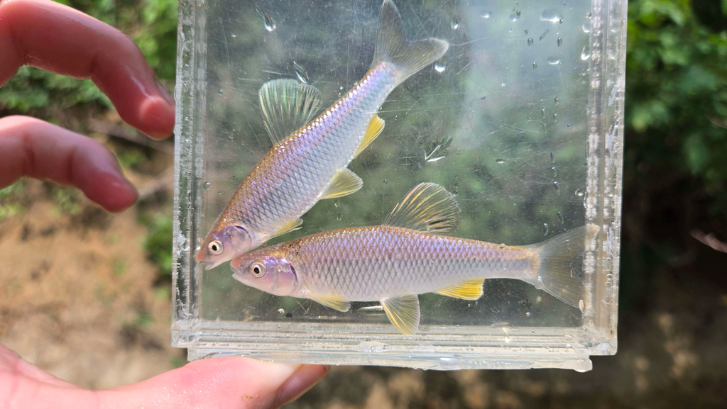 Steelcolor Shiner