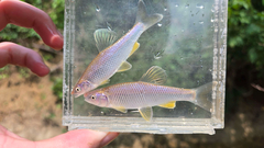 Steelcolor Shiner photo 1