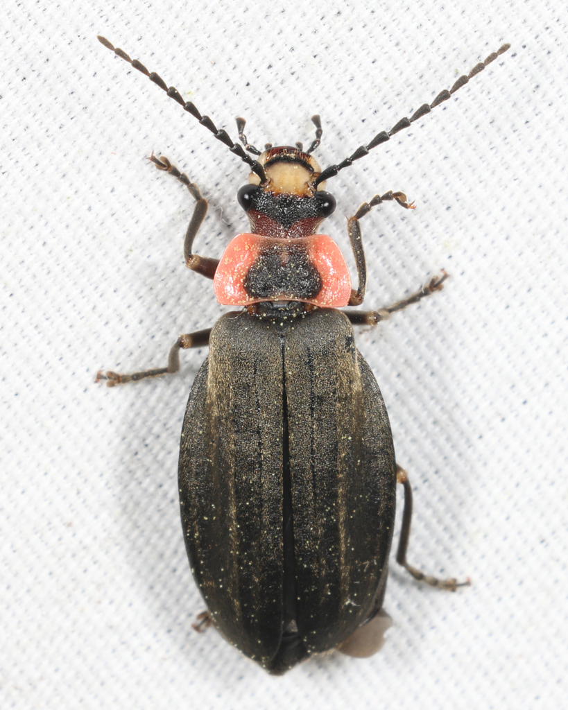 Three-ribbed Soldier Beetle