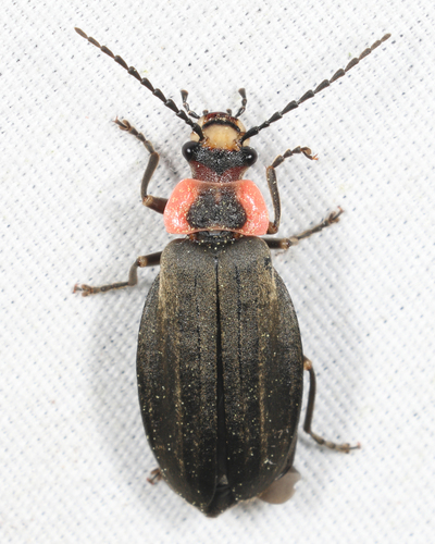 Podabrus tricostatus (Say, 1835)