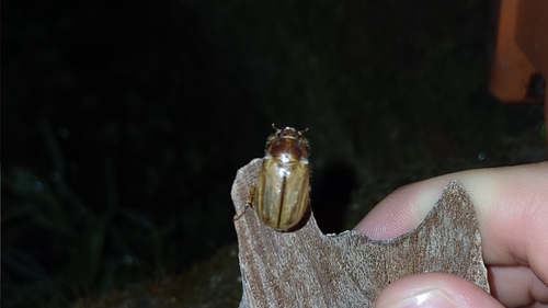 Summer Chafer