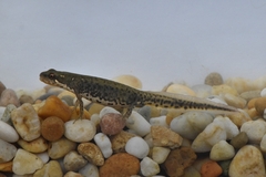 Italian Newt photo 3