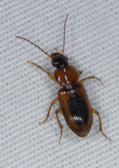 Stenolophus dissimilis
