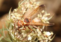 Polistes badius
