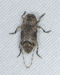 Sternidius mimeticus