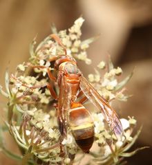 Polistes badius